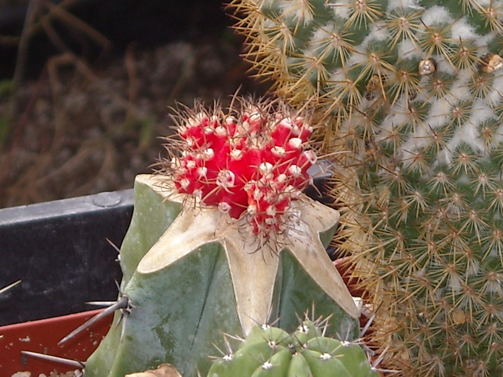 Fiore di cactus - Cactus flower
